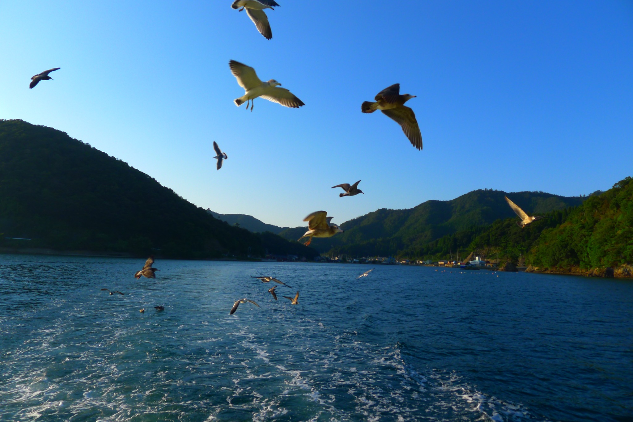 Seabirds flying over blue water, photographed by Ching-Yi Lai