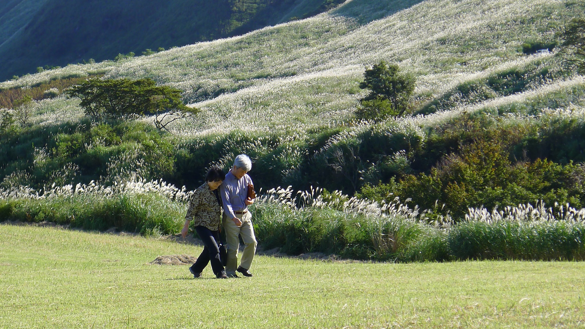 A couple walking through a silver grass field, photographed by Ching-Yi Lai