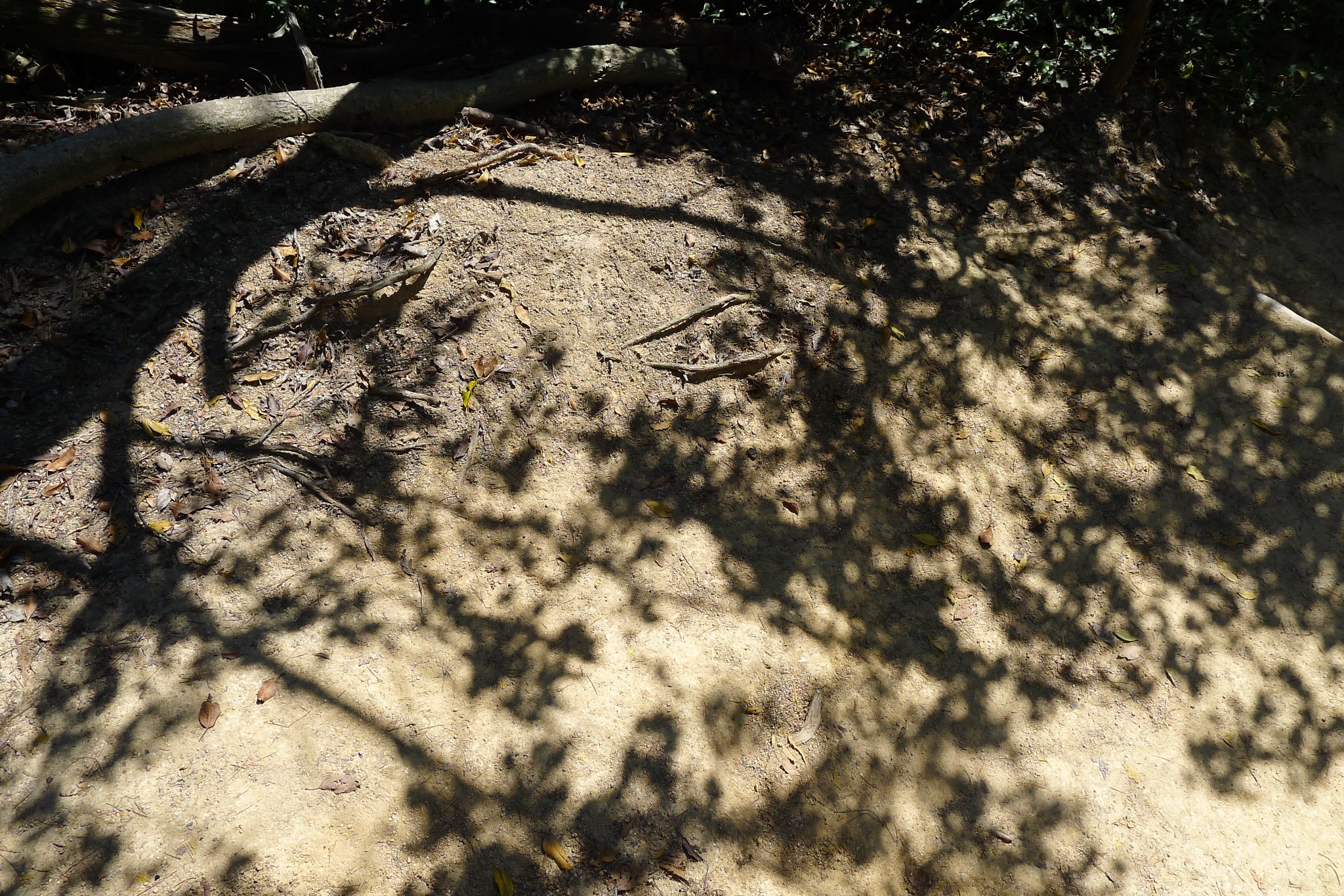 Tree shadows across the ground, photographed by Ching-Yi Lai